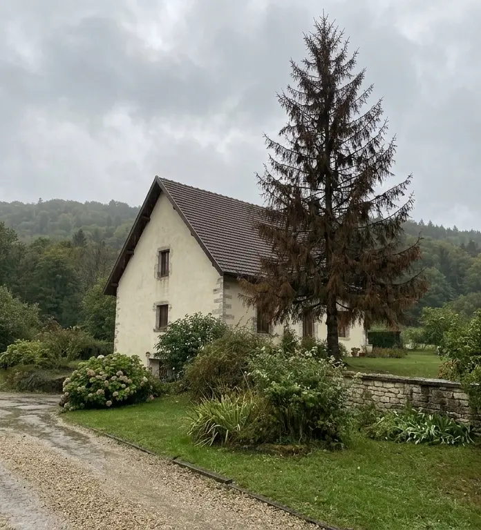 Épicéa mort près d'une maison, avant abattage
